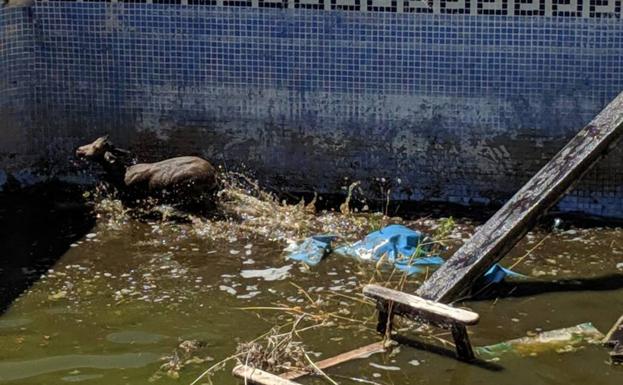 Rescatan a una cabra montés tras caerse en una piscina en La Herradura