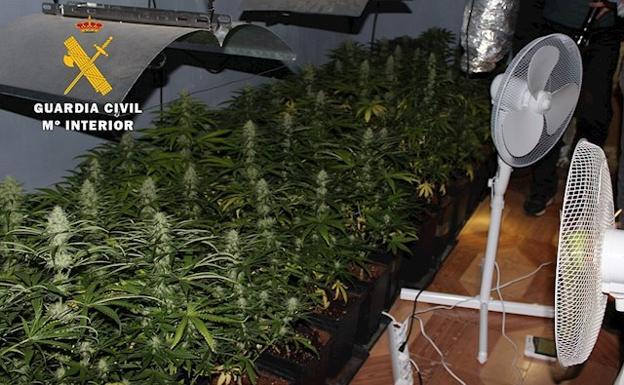 Una doble operación de la Guardia Civil contra la maría en el cinturón metropolitano acaba con cuatro detenidos