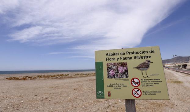 La Junta investiga la destrucción de nidos de un ave protegida en las playas de Calahonda