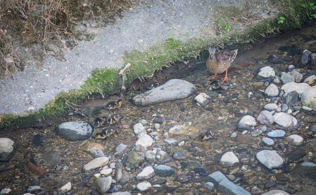 Los patos vuelven a dar vida al Darro tras la muerte de la última oca del Paseo de los Tristes
