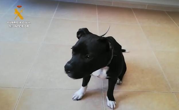 La Guardia Civil esclarece a través del ADN el robo de una camada de perros