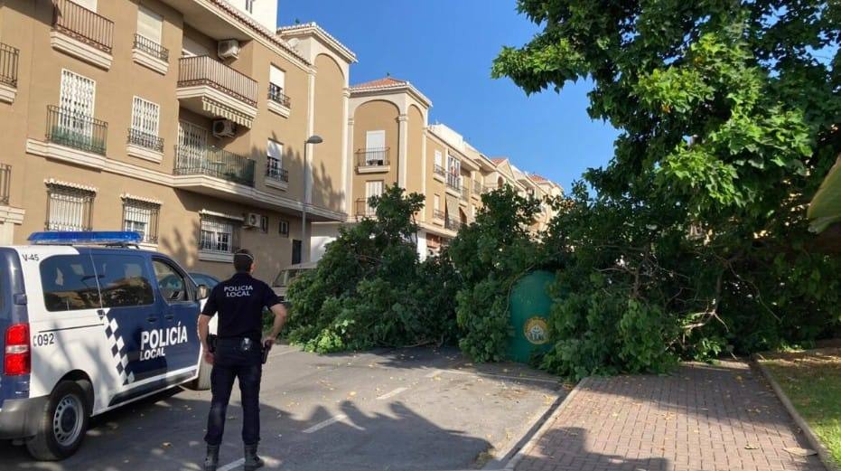 Cae un árbol de grandes dimensiones en Motril