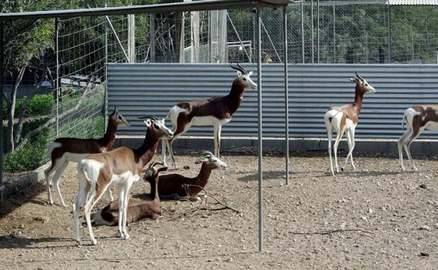 La reserva sahariana advierte de que los conciertos en la Hoya causan estrés a los animales