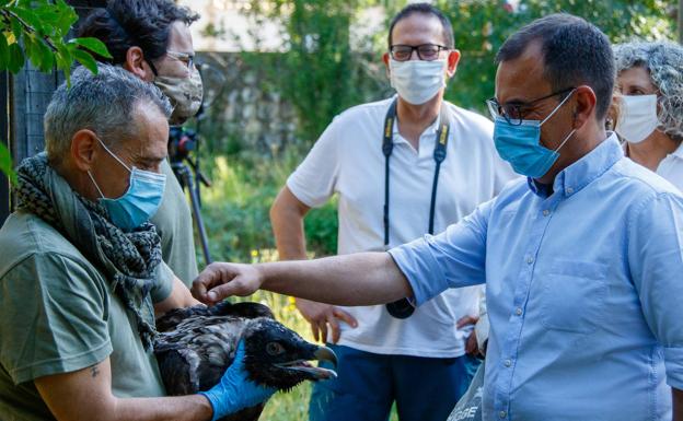 Concluye la suelta de quebrantahuesos con ocho ejemplares liberados