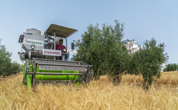 Recogen la cuarta cosecha de cebada cervecera plantada entre olivos