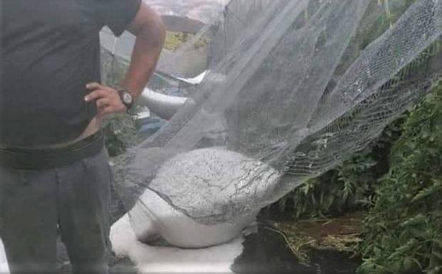 Una tremenda granizada acaba con las cosechas de muchos agricultores de La Alpujarra