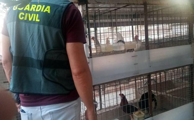 Investigado un joven de Linares-Baeza por el robo de gallos para peleas clandestinas