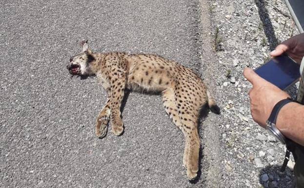 Encuentran un ejemplar de lince ibérico atropellado en la autovía junto al PITA