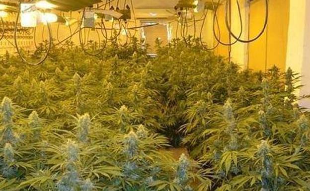 Tres operaciones contra la maría en el Cinturón de Granada acaban con cuatro detenidos y 1.100 plantas incautadas