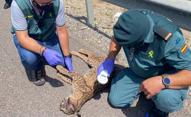El lince atropellado en Almería llegó desde fuera de Andalucía
