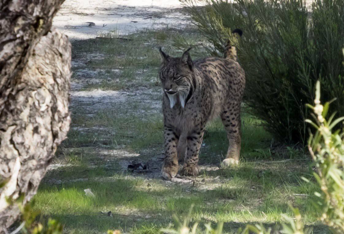 Piden «blindar y proteger» los corredores ecológicos tras el atropello de un lince en Almería