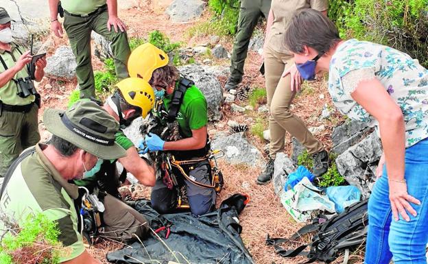 Anillan tres ejemplares de alimoche en Cazorla, Segura y Las Villas