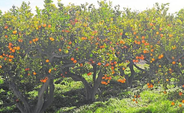 Cajamar plantea en un estudio una hoja de ruta para el futuro del sector citrícola