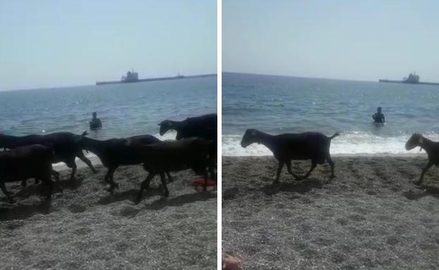 Un rebaño de cabras sorprende a los bañistas en las playas de Motril