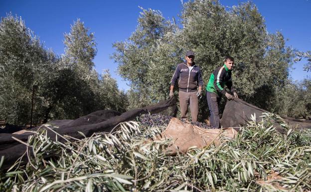El reparto de la nueva PAC pone en riesgo 100 millones de euros para Granada