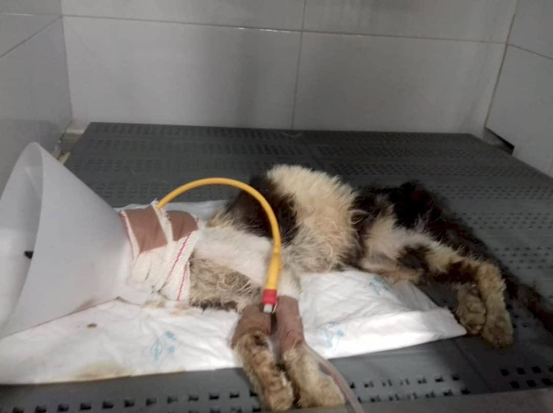 Denuncian la muerte de una gata en Pegalajar al grito de «¡Que tiene el coronavirus!» y tratada como «la pelota del pueblo»
