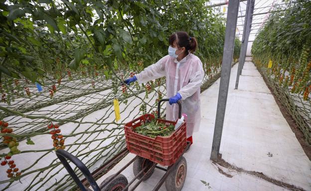 La Costa adaptará el empleo de 5.000 temporeros bajo plástico a las nuevas normas de la Junta