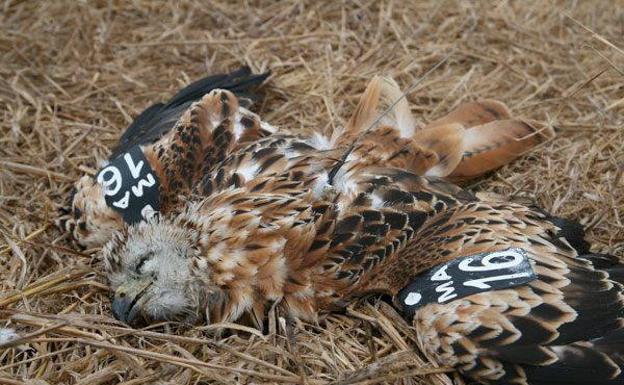 Los cebos envenenados han causado la muerte de 21.000 animales en 25 años