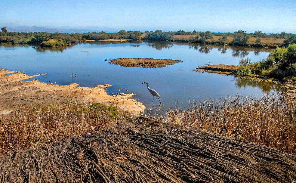 La 'isla de los pájaros', un oasis al borde de Málaga