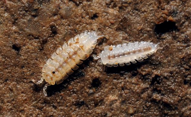 Descubren una nueva especie de crustáceo de las carvernas