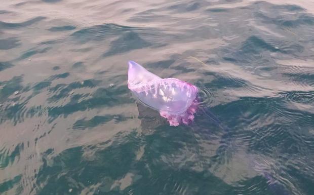 Los socorristas sacan una carabela portuguesa de la playa de la Perla con ayuda de los bañistas