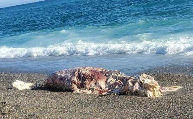 La aparición de un animal descompuesto obliga a cerrar un trozo de la playa canina de Motril