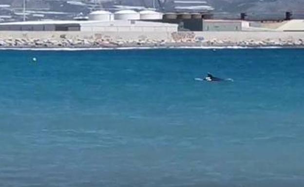 Un delfín sorprende a los bañistas de Playa Granada