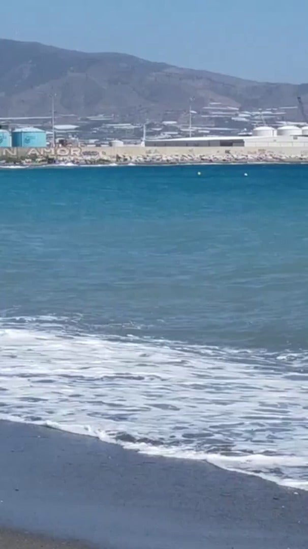 Un delfín sorprende a los bañistas en Playa Granada