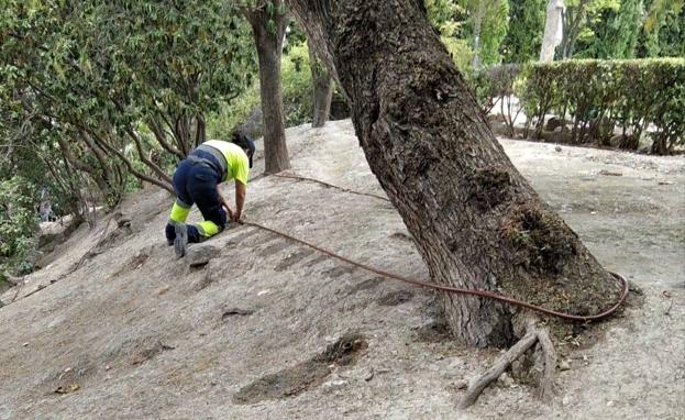 Varios parques jienenses, sin riego por goteo durante décadas