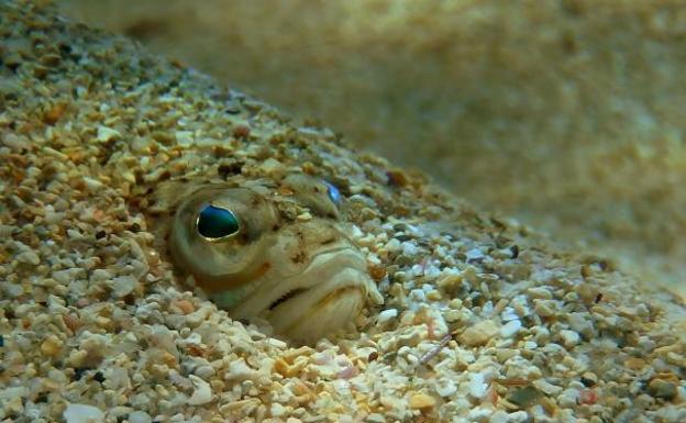 Muere un menor de 16 años por la picadura de un pez araña en la traquea mientras buceaba