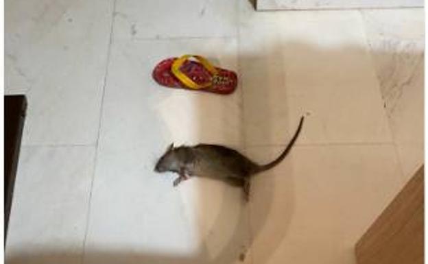 Motril desinfectará Playa Granada para acabar con las ratas que afectan a una urbanización