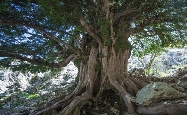 El árbol más viejo de España se encuentra en Jaén