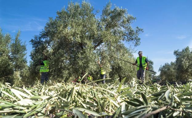 Estos son los municipios jienenses que más aceite producen