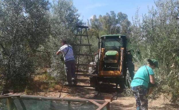 La Junta consensúa con el sector agrario una normativa específica ante el inminente inicio de las campañas