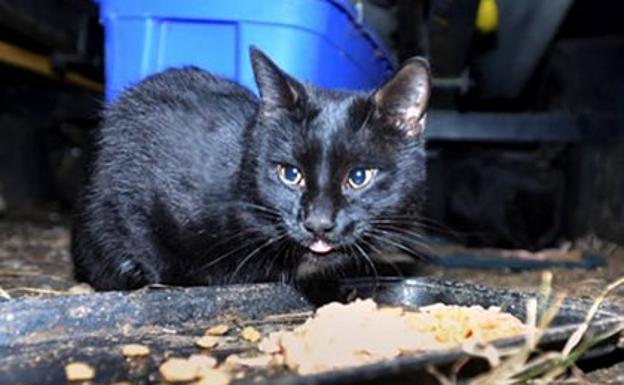 Pacma exige la retirada del bando de Quesada que sanciona a los 'alimentadores'