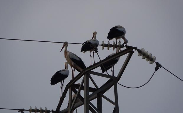 Almería recibe la visita de nuevos inquilinos: las cigüeñas