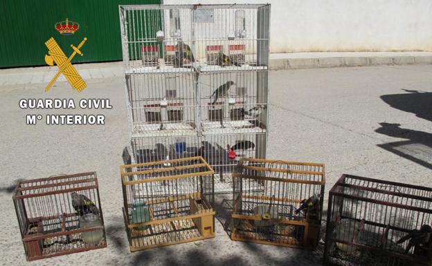 La Guardia Civil investiga a cinco personas en Villanueva del Arzobispo por captura ilegal de aves