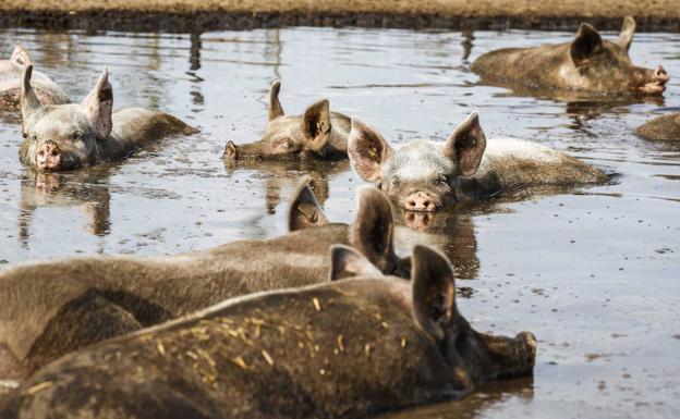 Juzgan este lunes a cuatro personas por verter purines durante años a una rambla de Tabernas