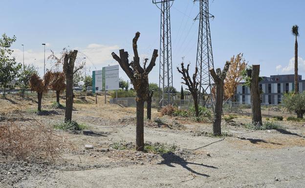 Alerta por el mal aspecto de los árboles que trasplantaron de la calle Palencia de Granada
