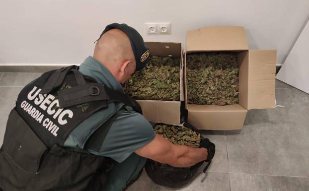 La Guardia Civil se incauta de 572 plantas de cannabis en seis operaciones en la provincia de Granada