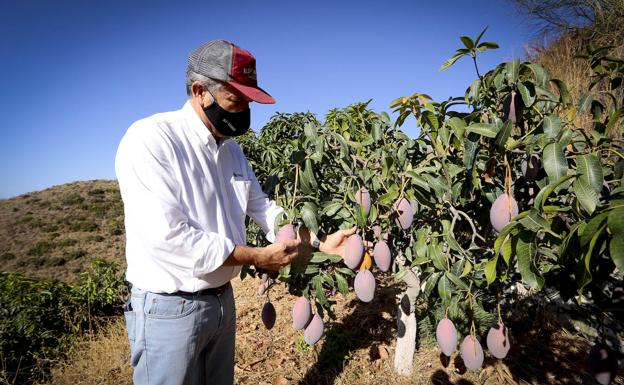 El calor de agosto y un hongo reducen a la mitad la producción de mango