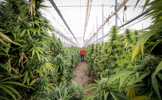 Los ladrones de cáñamo industrial, el gemelo 'bueno' de la marihuana, asedian Albuñol