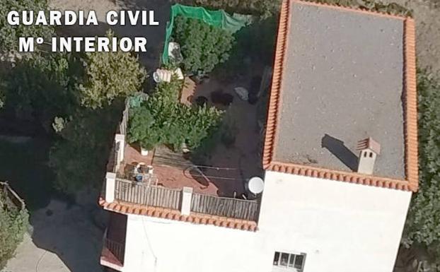 Intervenidas más de 700 plantas de marihuana en una operación en Granada