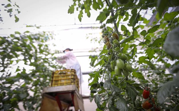 El periodo para contratar el seguro agrario con cobertura de virosis llega a la recta final