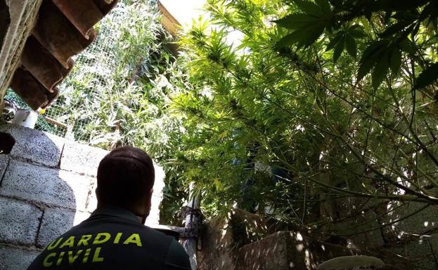 El olor a marihuana lleva a la Guardia Civil a desarticular un punto de venta en Santiago de la Espada