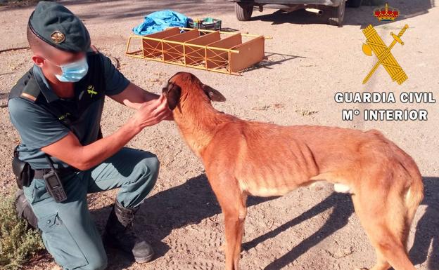 Investigado por tener un perro en Tabernas sin comida ni agua y rodeado de excrementos