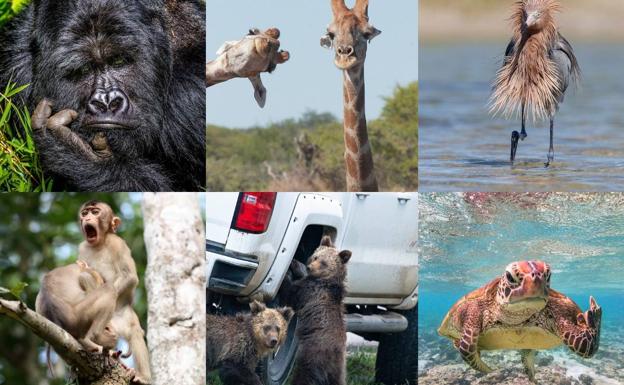 Las fotografías de animales más divertidas, finalistas del certamen 'Comedy Wildlife Photography 2020'