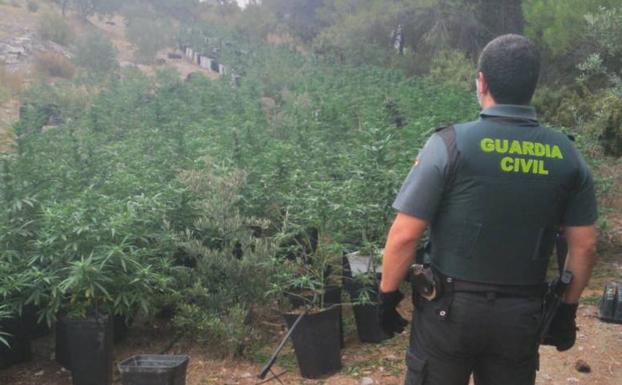 Descubren una importante plantación de cannabis sativa en una finca de Los Guájares