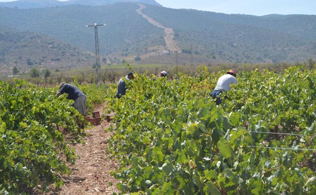 Aumenta la producción de uva en Almería con buena calidad para los vinos en esta campaña
