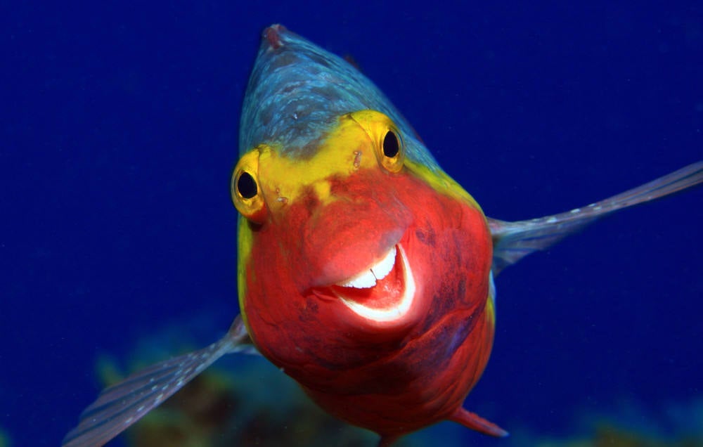 16 divertidas fotografías que son finalistas de los premios 'Comedy Wildlife Photography 2020'